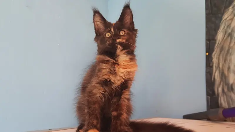 Exemple de robe tortie (noir + roux)