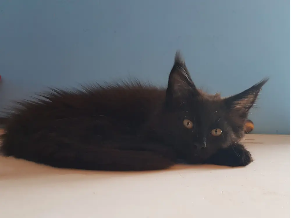 Exemple de robe unie : maine coon de couleure noire ou black solide