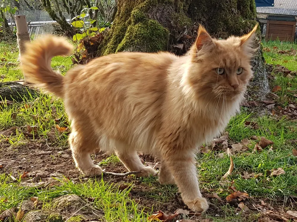 Exemple de robe unie : le roux dans toute sa splendeur, Dante ancien reproducteur.