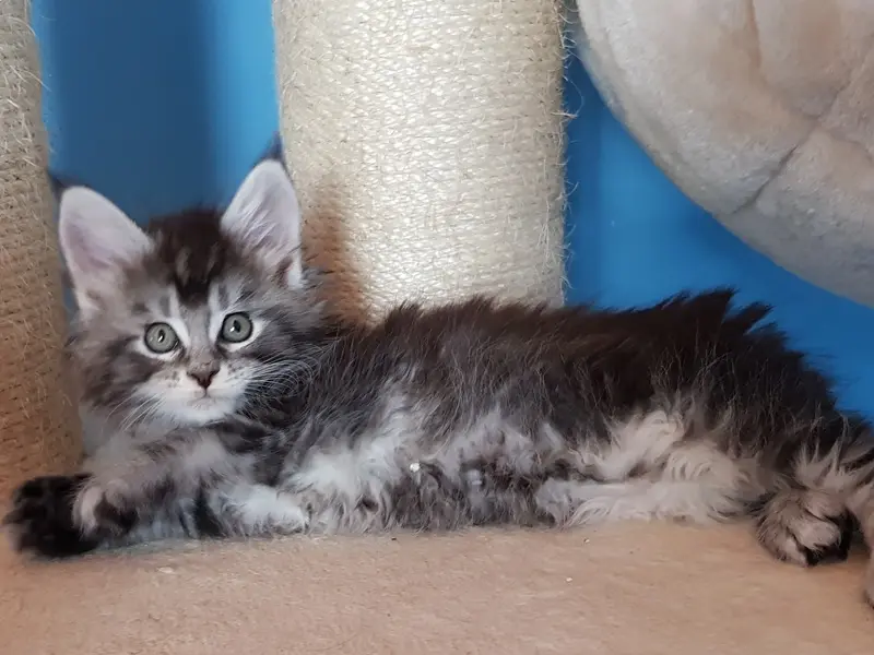 Exemple d’effet Silver