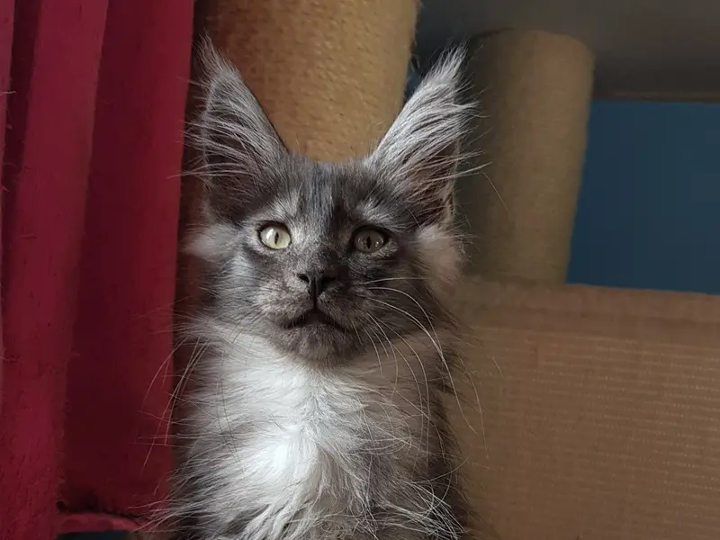 Exemple d’effet Smoke