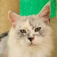 Mère, Wild Lady de couleur Black Silver Torbie et Blanche