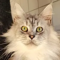 Mère, Uraya de couleur Black Silver Blotched Tabby