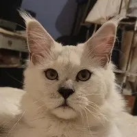 Père, Van Helsing de couleur Black Smoke High