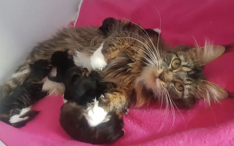 0 à 2 semaines - Phase néonatale