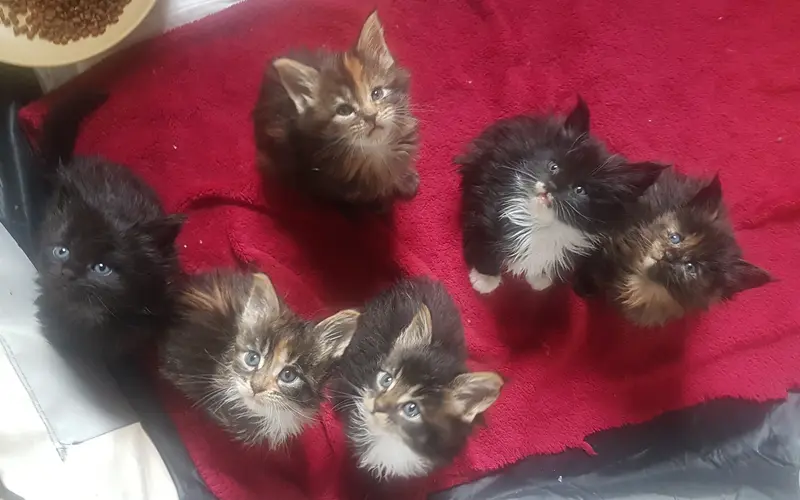 2 à 6 semaines - Éveil et socialisation primaire