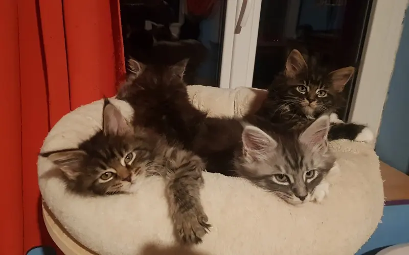 10 à 12+ semaines - Primo-vaccination, préparation au départ