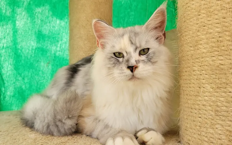 Maine coon femelle de couleur black silver blotched torbie et blanche photo1