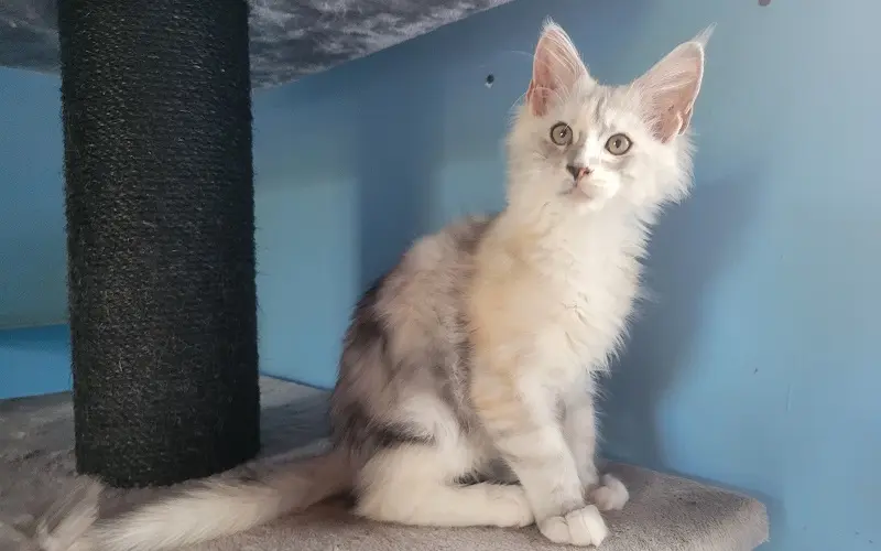 Maine coon femelle de couleur black silver blotched torbie et blanche photo2