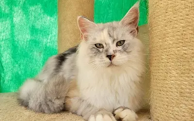 Femelle Maine Coon Black Silver Blotched Torbie et Blanche miniature 1