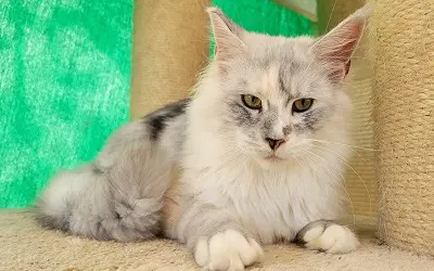 Femelle Maine Coon Black Silver Blotched Torbie et Blanche miniature 3