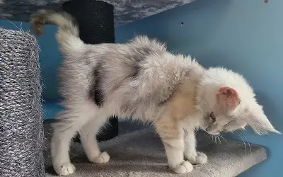 Femelle Maine Coon Black Silver Blotched Torbie et Blanche miniature 4