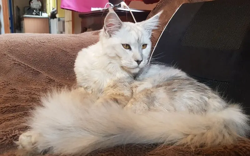 Maine coon mâle portant le nom de Ti amo de couleur blue silver shaded photo3