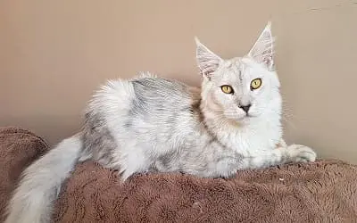 Mâle Maine Coon Blue Silver Shaded miniature 1