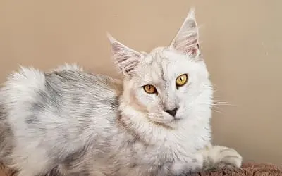 Mâle Maine Coon Blue Silver Shaded miniature 2