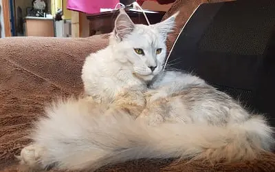 Mâle Maine Coon Blue Silver Shaded miniature 3