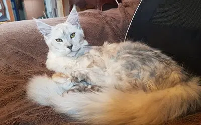 Mâle Maine Coon Blue Silver Shaded miniature 4