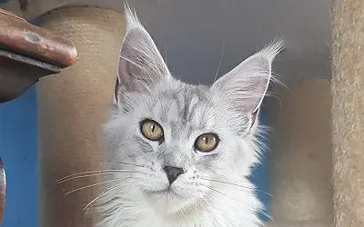 Femelle Maine Coon Black Silver Blotched Tabby miniature 1