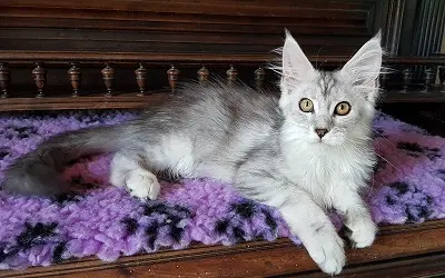 Maine Coon Femelle de couleur Black Silver, née à la chatterie en 2023