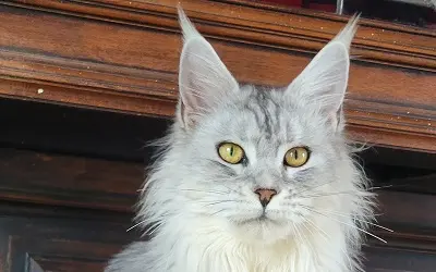 Femelle Maine Coon Black Silver Blotched Tabby miniature 4