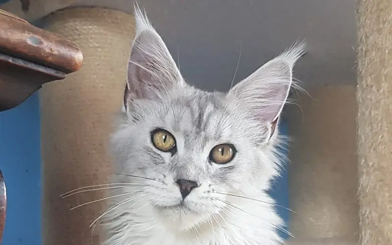 Maine coon femelle de couleur black silver blotched tabby photo1