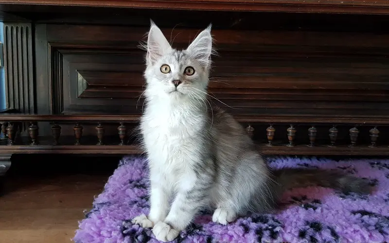 Maine coon femelle de couleur black silver blotched tabby photo2