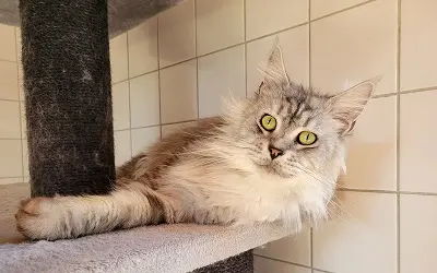 Femelle Maine Coon Black Silver Blotched Tabby miniature 1