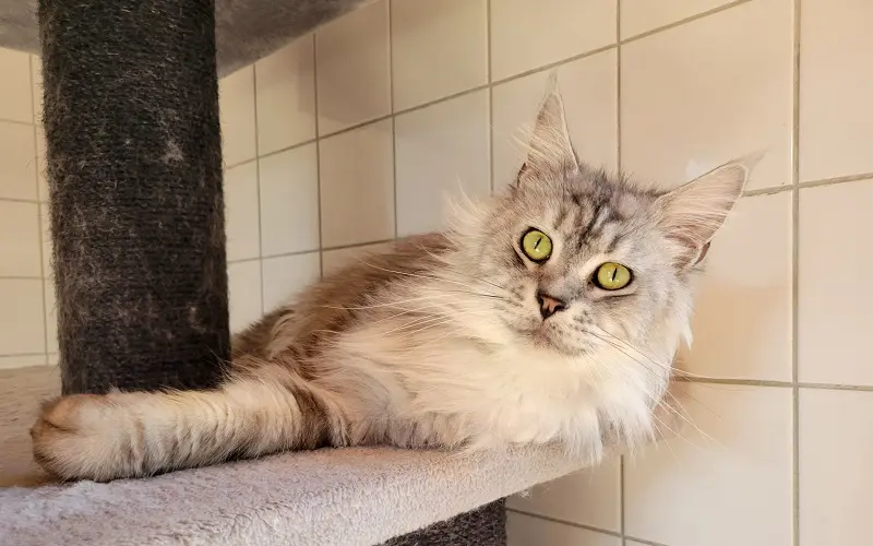 Maine Coon reproductrice Uraya de couleur Black Silver Blotched Tabby photo1