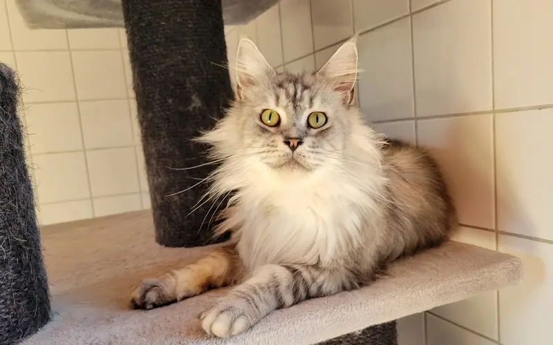 Maine Coon reproductrice Uraya de couleur Black Silver Blotched Tabby photo2