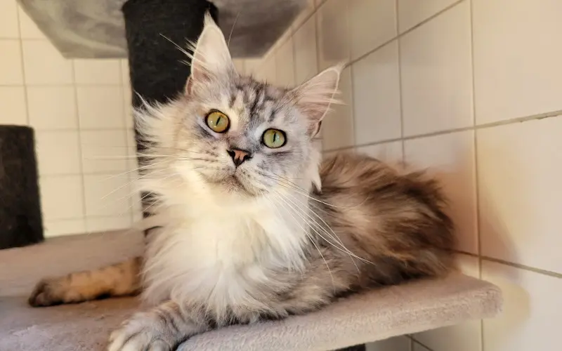 Maine Coon reproductrice Uraya de couleur Black Silver Blotched Tabby photo3