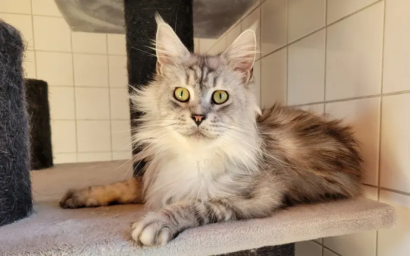 Maine Coon reproductrice Uraya de couleur Black Silver Blotched Tabby photo4