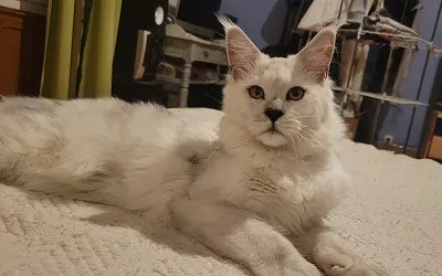 Mâle Maine Coon Black Smoke High miniature 1