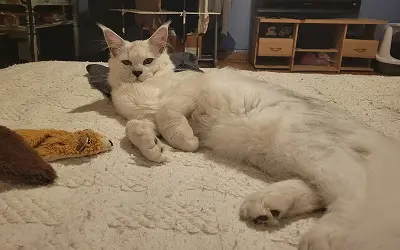 Mâle Maine Coon Black Smoke High miniature 2