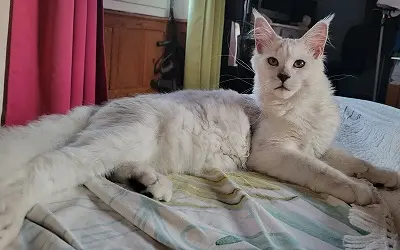 Mâle Maine Coon Black Smoke High miniature 3