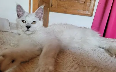 Mâle Maine Coon Black Smoke High miniature 4