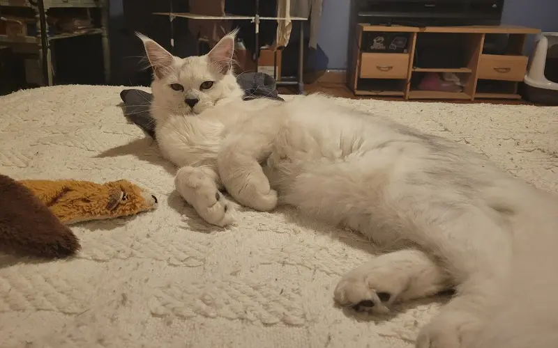 Maine Coon reproducteur Van Helsing, couleur Black High Smoke photo2