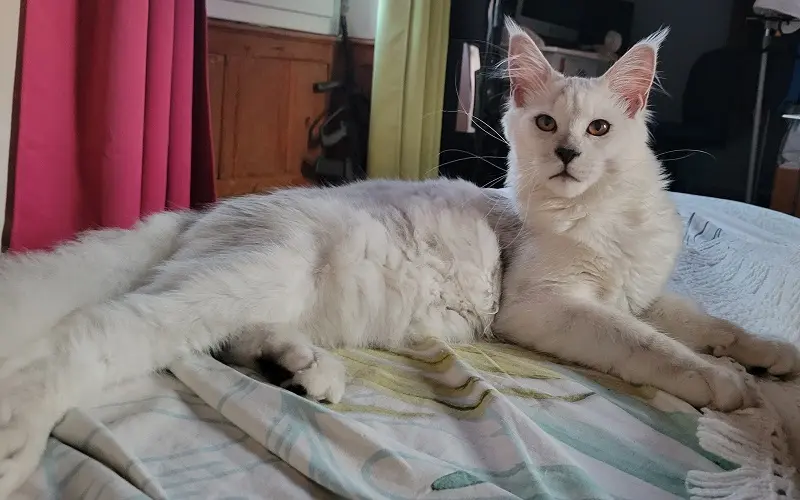 Maine Coon reproducteur Van Helsing, couleur Black High Smoke photo3