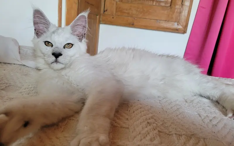 Maine Coon reproducteur Van Helsing, couleur Black High Smoke photo4