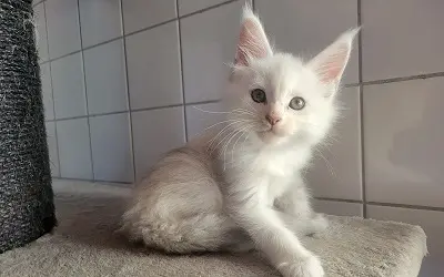 Femelle Maine Coon Blue tortie chinchilla miniature 1