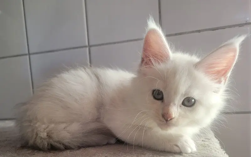 Femelle Maine Coon Blue tortie chinchilla miniature 2