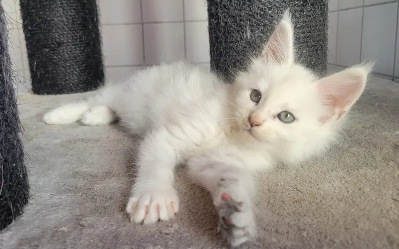 Femelle Maine Coon Blue tortie chinchilla miniature 4