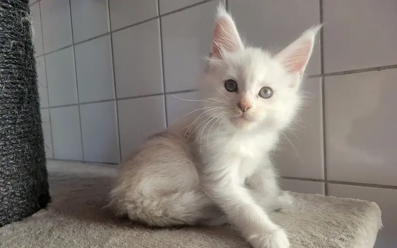 Maine coon femelle de couleur blue tortie chinchilla photo1