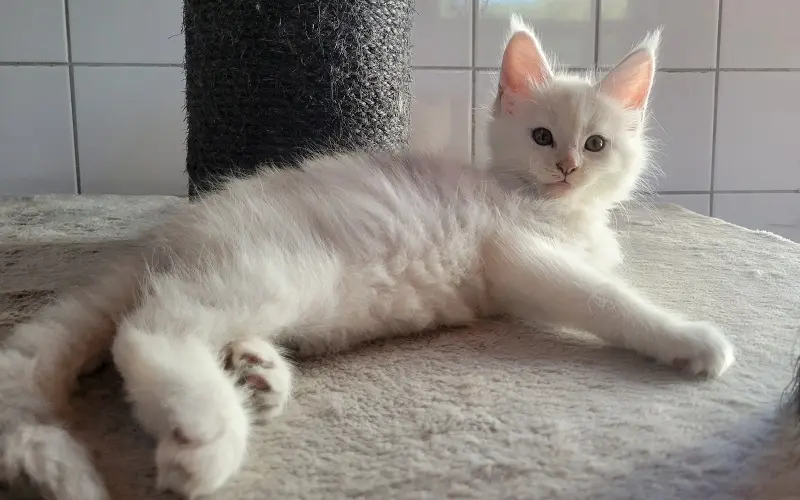 Maine coon femelle de couleur blue tortie chinchilla photo3