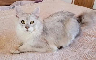 Femelle Maine Coon Black Silver Shaded miniature 1