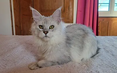 Femelle Maine Coon Black Silver Shaded miniature 2