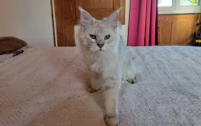 Femelle Maine Coon Black Silver Shaded miniature 4