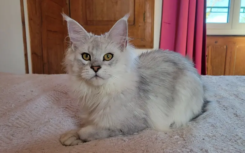 Maine coon femelle de couleur Black Silver Shaded photo2