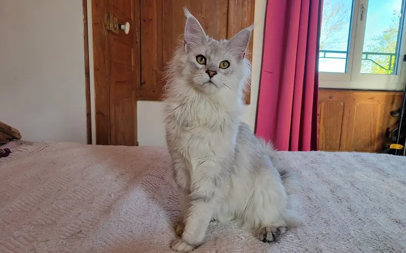 Maine coon femelle de couleur Black Silver Shaded photo3