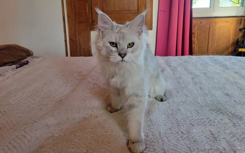 Maine coon femelle de couleur Black Silver Shaded photo4